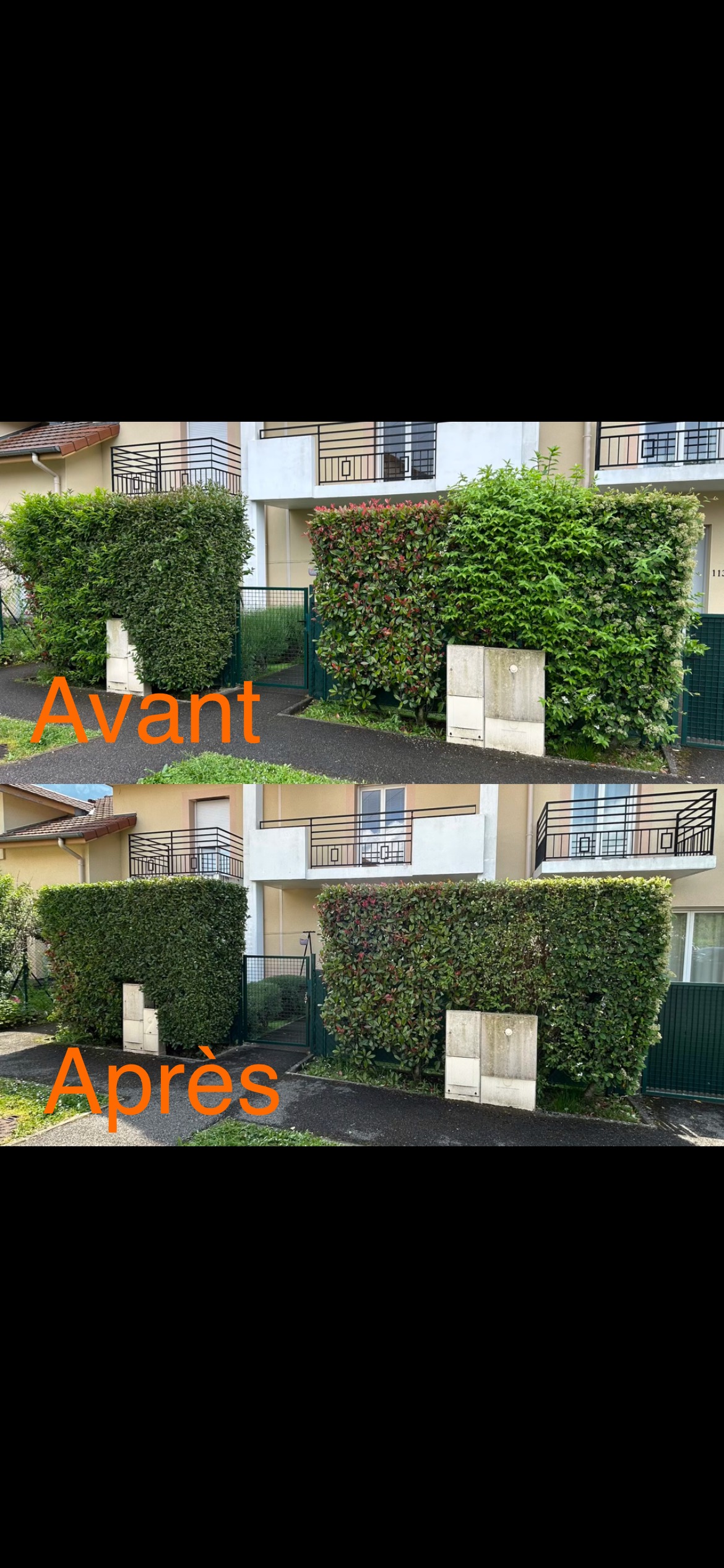 Haies de copropriété avant et après rabattage