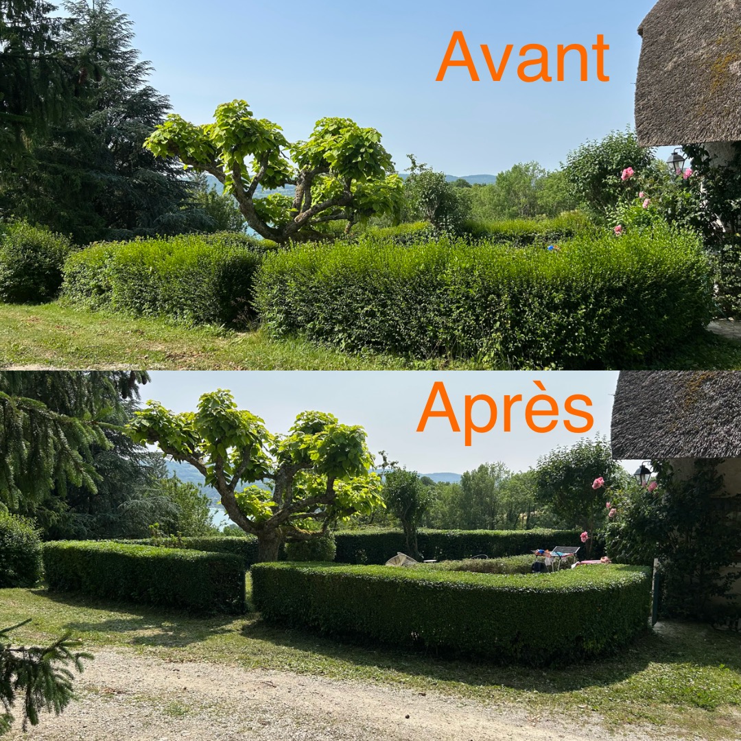 Haies basses sculptées avant et après taille de forme