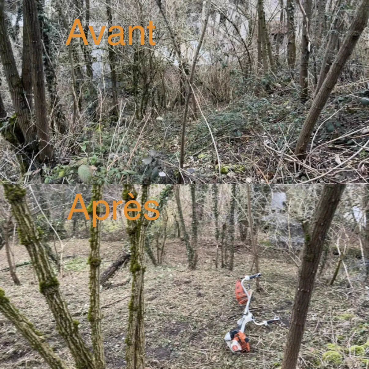 Sous-bois envahi avant et après débroussaillage