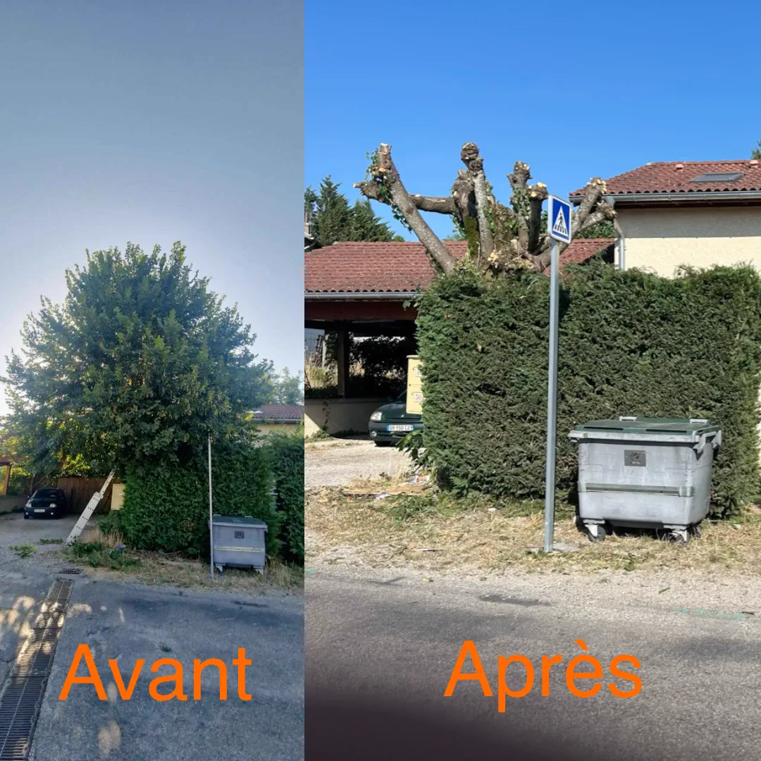 Arbre élagué en bord de route avant et après