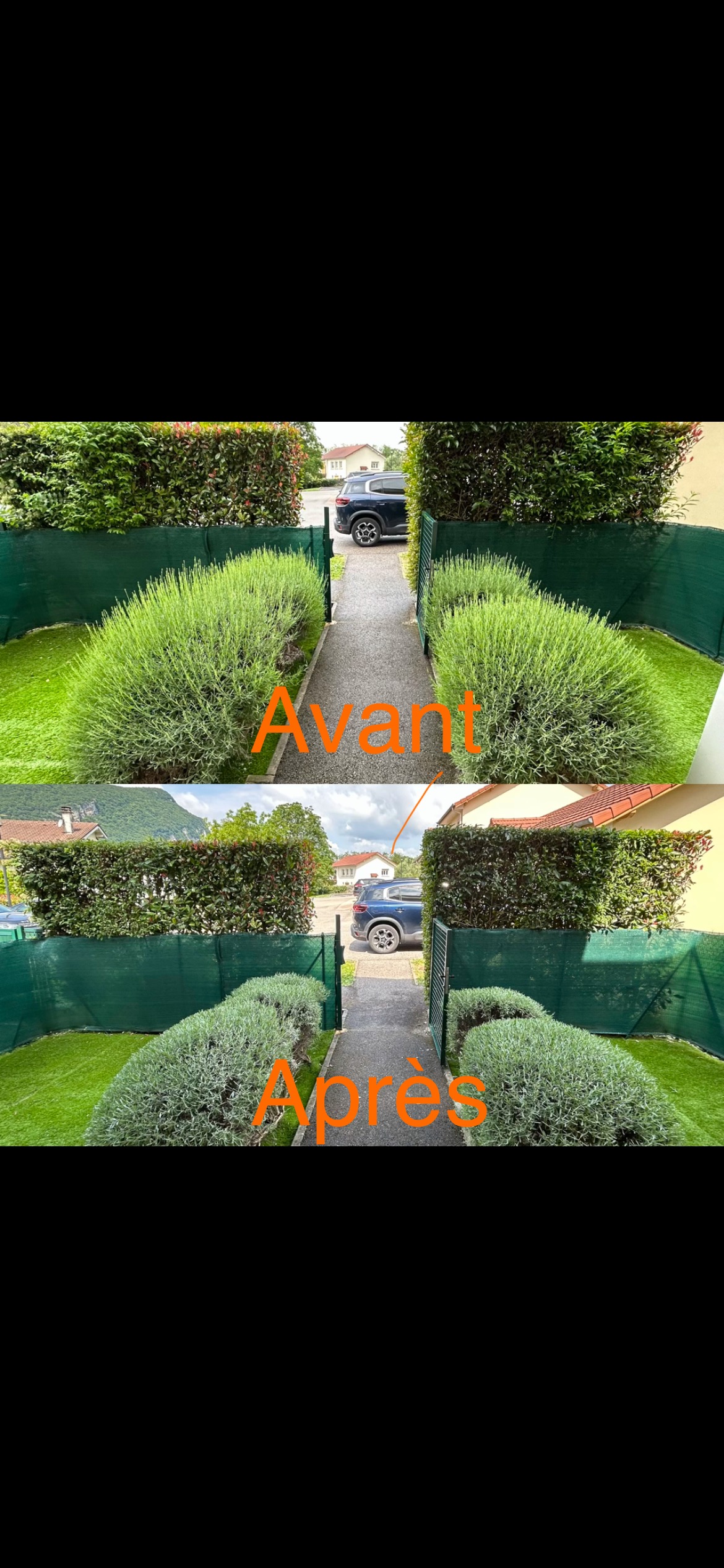 Allée d'entrée avec haies et lavandes avant et après taille