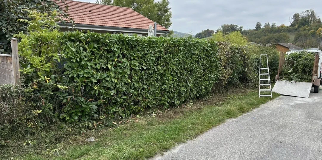 Haies de copropriété avant et après rabattage — après