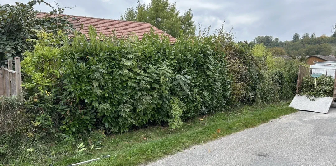 Haies de copropriété avant et après rabattage — avant