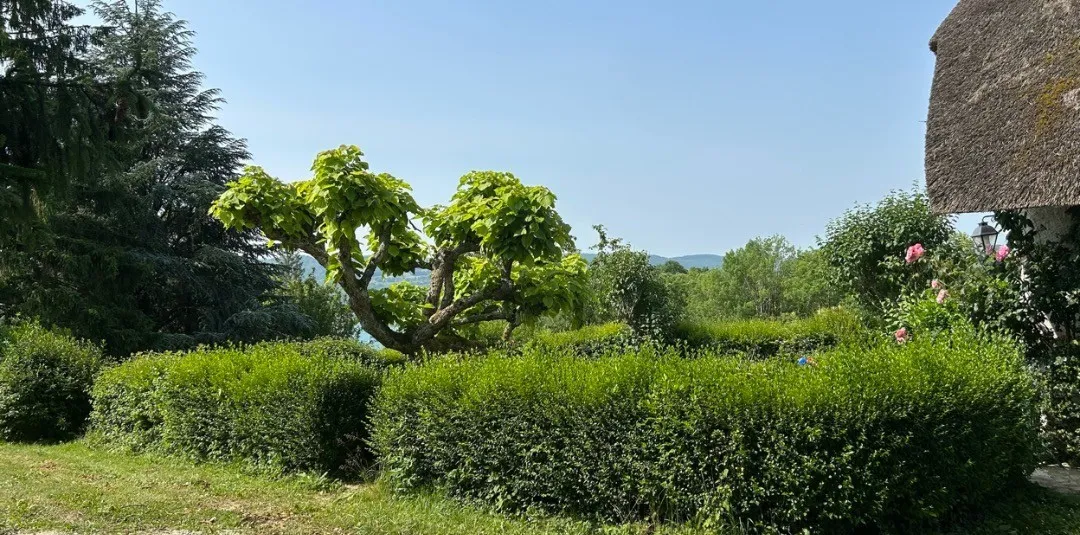 Haies sculptées avant et après taille dans un jardin de caractère — avant