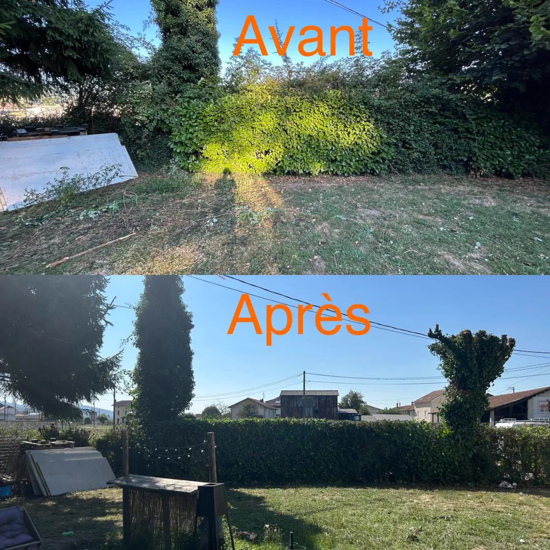 Haie urbaine envahissante avant et après taille